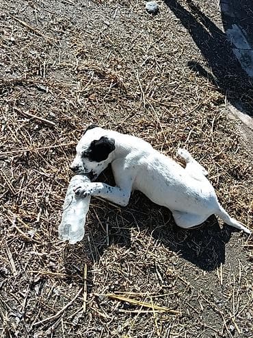 Dalmatin, 3 ay, Erkek, Peyvəndli lalafo.az -da Dalmatin, 3 ay, Erkek, Peyvəndli