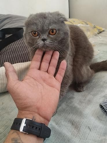 şirin pişik: Şotland — 2