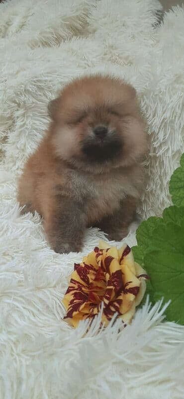 pulsuz heyvanlar verilir: Şpitz, 1 ay, Dişi — 6