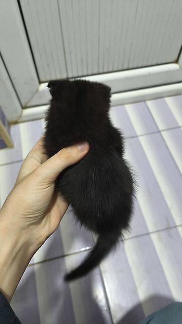 bala pişik pulsuz: Yaxşı əllərə — 6