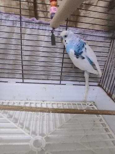 korella quş: Hazır cütdülər tam saglam aktiv — 5