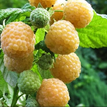 саженцы малины зюгана: Moruq tingləri məhsuldar Polka qırmızı və sarı növlər Məhsulun — 3