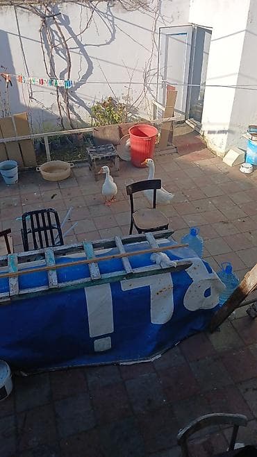 qasqaldag qusu: Qaz toyuq cuce satilir real alicilar ucun endirim var — 9