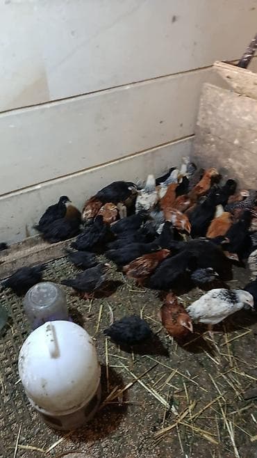 kənd cuceleri: Toyuq cücələri, Ətlik — 4