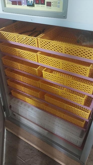 İnkubatorlar: 1100 yumurta, Tam avtomat — 1