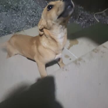 лабрадор: Labrador-retriver, 7 ay, Dişi, Cütləşmə üçün, Ünvandan götürmə — 2