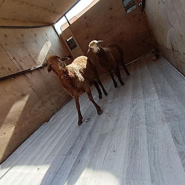 jersey cinsi: Salam hervaxdz xeyir iki baş sag Erkey saglmlk quzu satışa çıxdı — 3