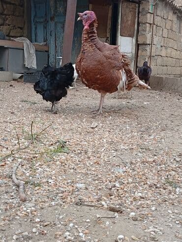 Subaru: Qırmızı kanada Hinduşka balalarının satışı başlayıb hər həftə olacaq — 8