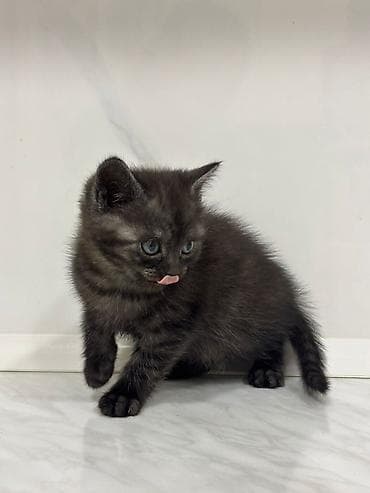 pisik ag: Təsvir:
- qiymətdə razılaşma var — 4