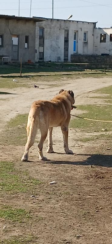 Balıqlar: Kanqal, 4 il, Erkek — 4