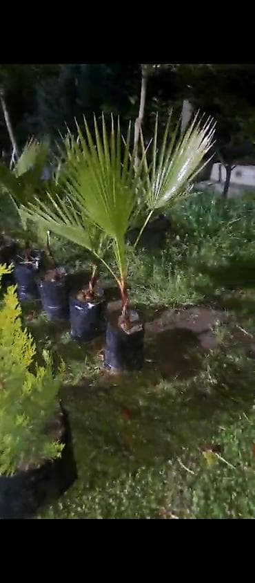 su şlanklari: Egzotik palma və dekorativ sukulent bitkiləri - Nolina (Elephant — 3