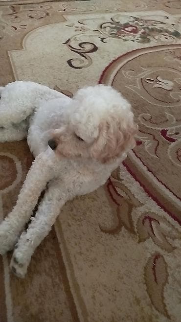 ev heyvanlarının satışı: Pudel, Erkek — 2