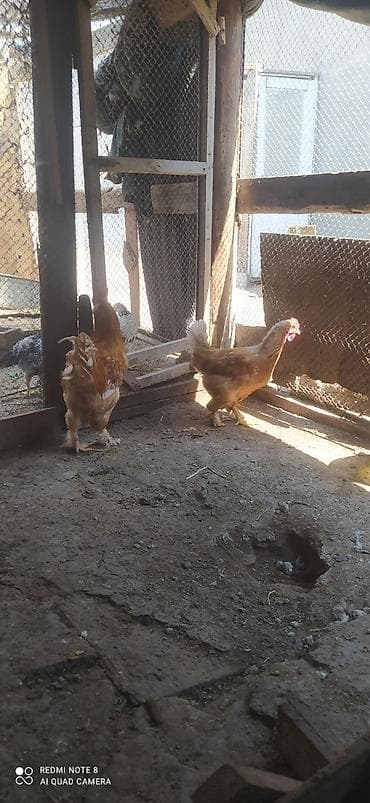 turac quş: Sarı rəng qızılı Brama cavan toyuqdur Təzə yumurtaya düşüb — 2
