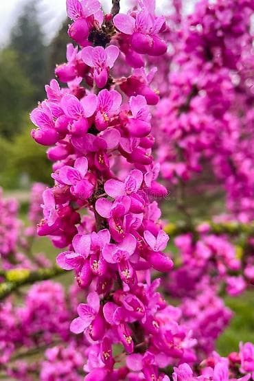 xurma agaci qiymeti: Cercis gülü hər qiymətə olanı var sifariş üçün əlaqə saxlaya bilersiz — 3