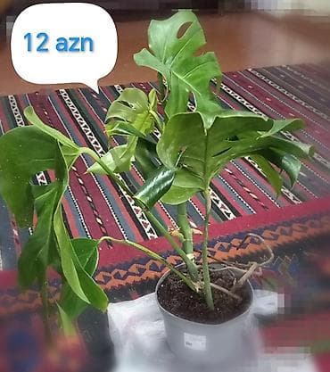 Monstera (dəlikli yarpaqlı) otaq bitkisi – saksıda - Növlə: Monstera — 2