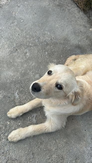 zvanok iti satışı: Golden Retriever temiz qan satilir sakit itdi uşaqlarla oynamaqi sevir — 3