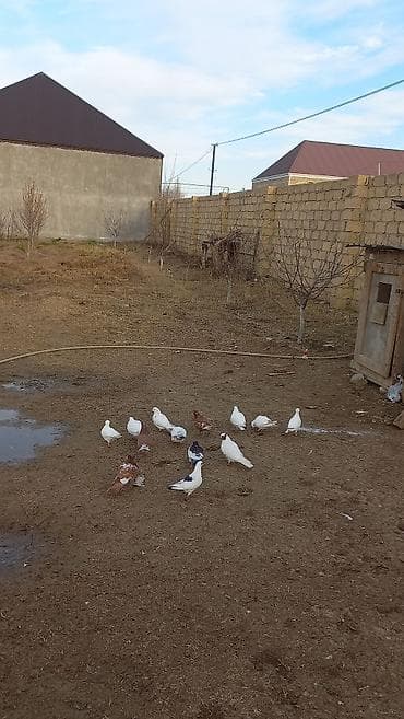 qu quşu satışı: Tergizme quwlardi 13 debe quwdu ust usde 5 manatdan — 6