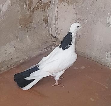 Göyərçinlər: 13 tuk erkeydi tuleydedi — 3