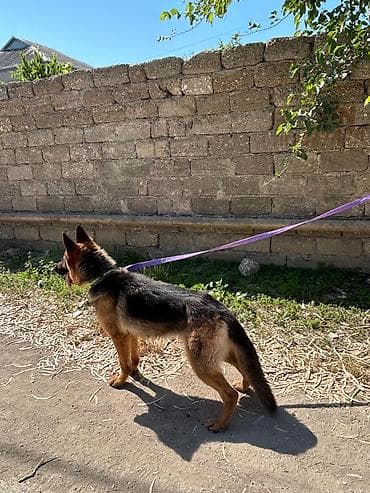 spaniel it: Alman çoban iti, 1 il, Dişi — 2