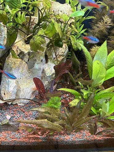 quppi balığı: Dördbucaq akvarium, Balıqlarla birlikdə, 120 l, Pulsuz çatdırılma — 6