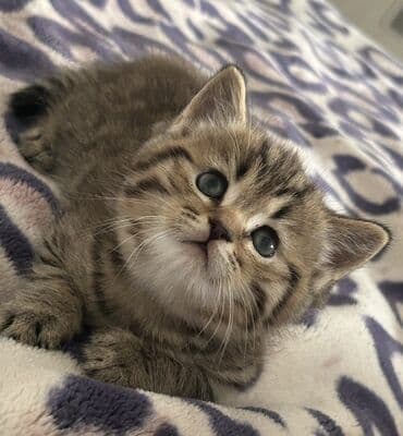 ВАЗ (ЛАДА): Британская, Самец — 2