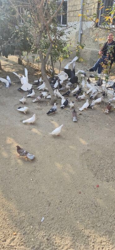 dekarativ goyercinler: Satış: Sayi 50 en coxdu elaqe 0559301068 - Növlər və rənglər — 5