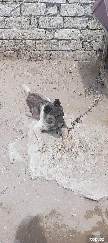 Akita-inu, Erkek