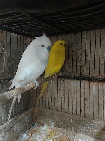 tutuquş: Çex papuqaylar bir çüt,ağ rəngdə olan erkek,sarı olan isə mayadır.Bu — 5