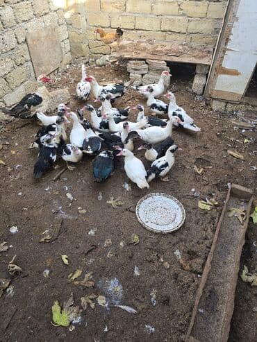 kayuqa ordek: Erkək, | Lal ördək, Damazlıq — 4