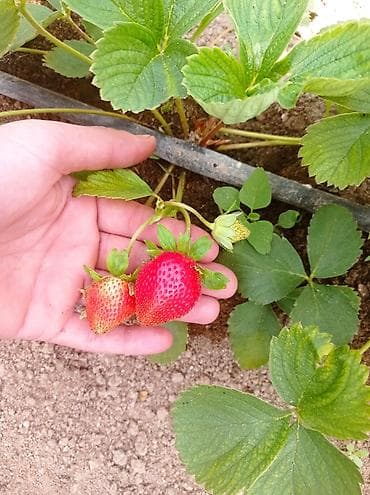 bitki satışı: Murano A+sortu çiyələk stilləri satılır .ilboyu çiyələk dərməy olur — 8