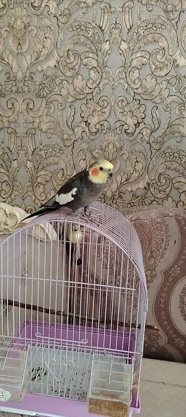qus satisi: Cockaiel tutuqusu satilir — 3