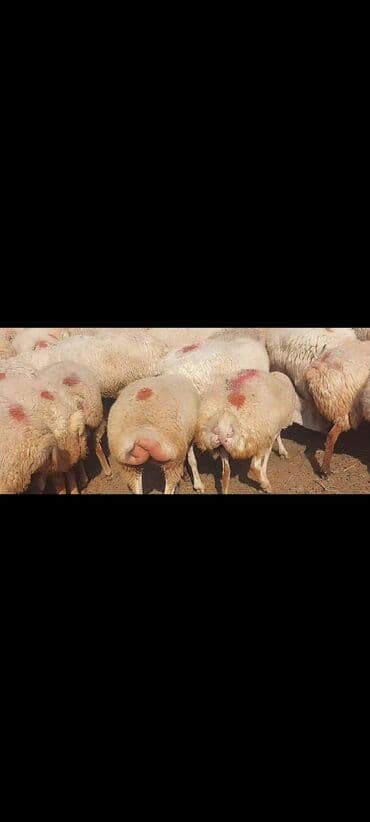 bakida cins ineklerin satisi: Satlır — 13