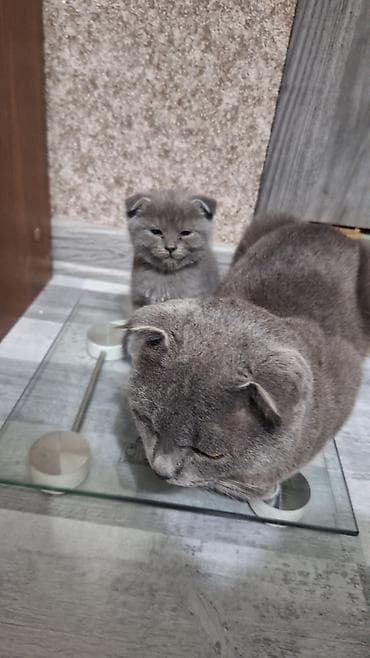 heyvan: Şotland yastı qulaq, Erkək, Yaxşı əllərə, Ödənişli çatdırılma, Pulsuz çatdırılma, Ünvandan götürmə — 2