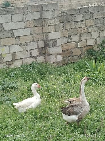 qazlar: Erkək, Damazlıq, Ünvandan götürmə — 1