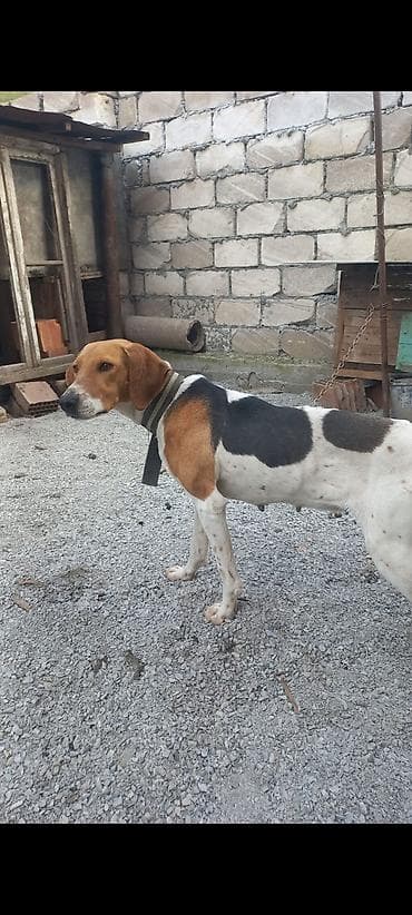 doyuş itləri: Ov tulası satılır. dovşana və cüyürə super öyrənib. kamandalar bilir — 1