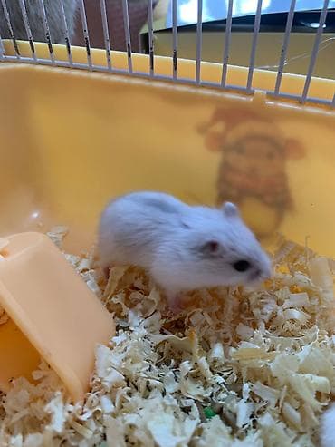Gəmiricilər: Xomyak, hamster ag reng. Qefesi de var balaca -15azn, Boyuk -22azn — 1