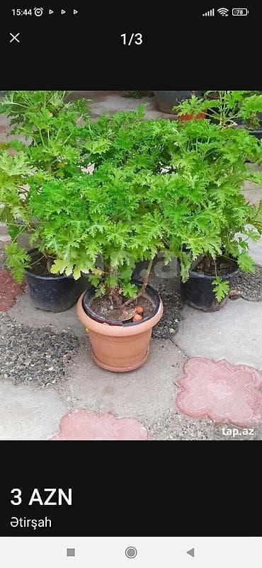 ev gülleri ve adları: Qapalı məkan üçün iki ədəd saksı bitkisi - Bitki 1: Tikanlı gövdəli — 3