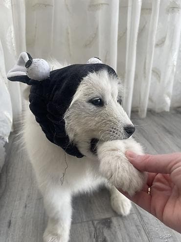 canavara oxsayan it: Samoyed, Pulsuz çatdırılma — 6