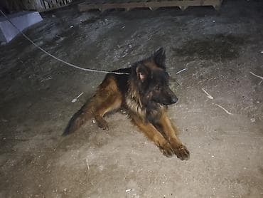 alman coban iti: Alman çoban iti, 1 il, Erkek, Sənədli, Ünvandan götürmə, Pulsuz çatdırılma, Ödənişli çatdırılma — 7