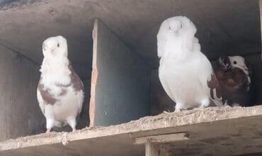 Aş qazanı: Salam Yakabinler tecli satlir raynda diye baxa bilmirem ucuz verem — 8