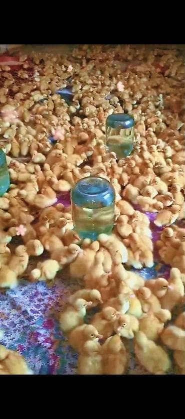 Ördəklər: Ördək balaları satilur — 3