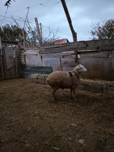 Akvariumlar: Razilasmaq olar — 11