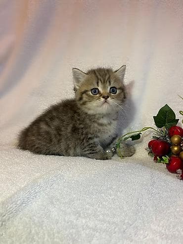 Британская