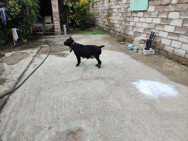 Kane-Korso, 1 ay, Sənədli, Rayonlara çatdırılma, Pulsuz çatdırılma, Ödənişli çatdırılma