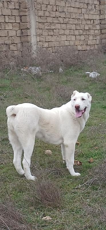 Alabay, 6 ay, Dişi, Cütləşmə üçün, Ödənişli çatdırılma