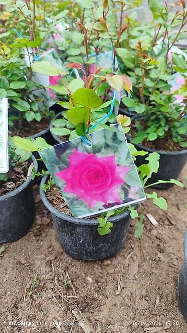 defter uzu numuneleri: Mini Roza qız güllər 5 rəng var ünvan Bakı şəhəri Nardaran qəsəbəsi — 3