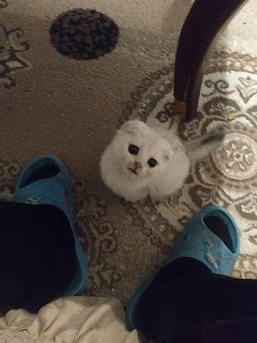 siyam pisik: Britan — 6