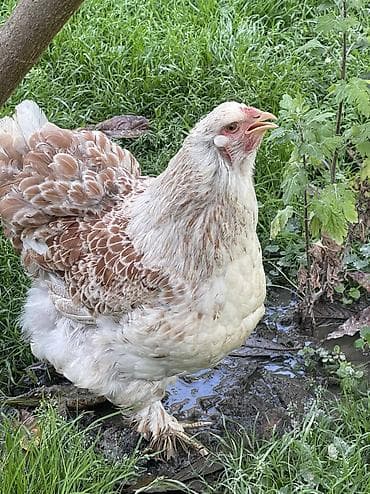 cex qus: Brama splash solmon. Brama cinsi 1 illik fere satılır aprelde — 3