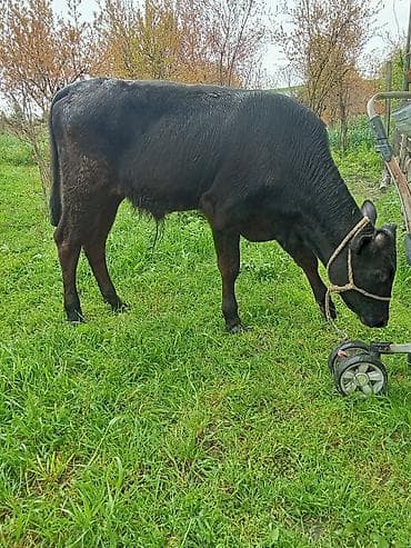 hinduska satisi: Satılır: erkəydi 6 aylqdi 1650 deylir riyalı alcıyla razlaşacam ciddi — 2