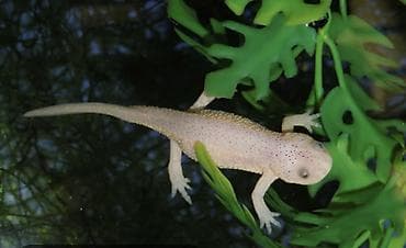 Аквариумные аксессуары и принадлежности: Albino Afrika cırtdan qurbağası (Hymenochirus) – akvarium üçün nadir — 4